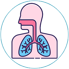 Respiratory System